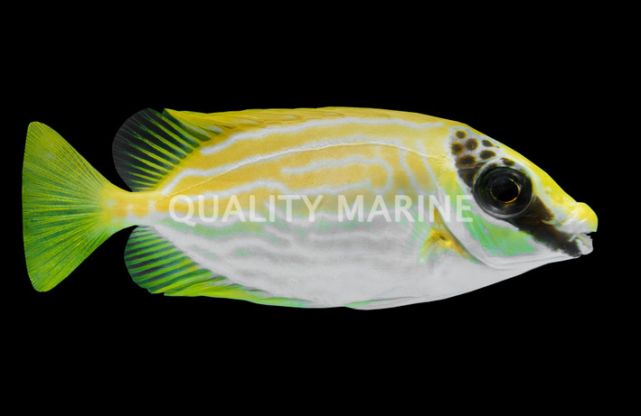 Masked Rabbitfish