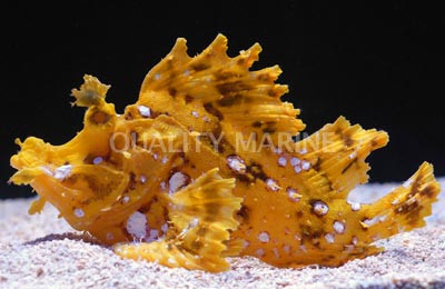 Yellow Frilly Scorpionfish :: 28025