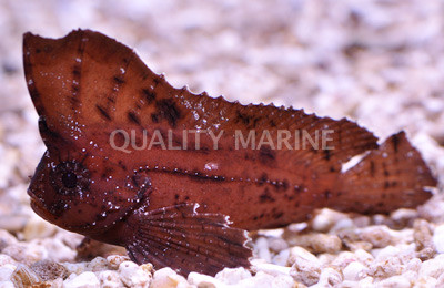 Cockatoo Waspfish :: 28035