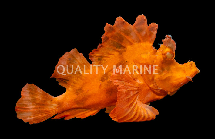Eschmeryeri's Scorpionfish
