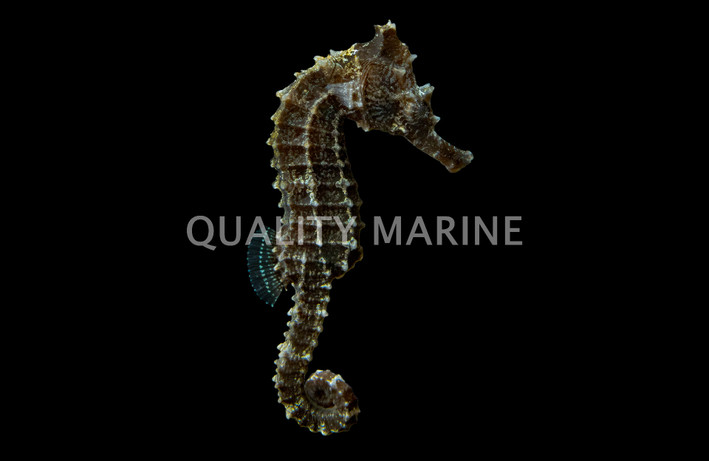 Lined Seahorse