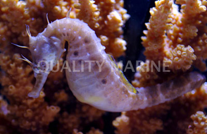 Pot Belly Seahorse, Sub Adult/Female :: 28522