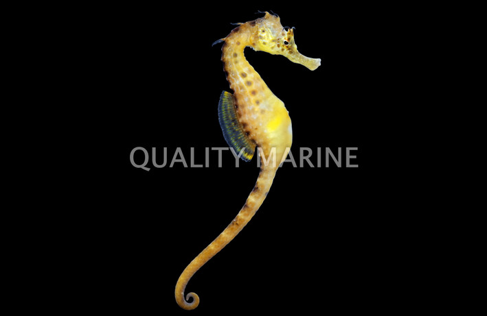 Pot Belly Seahorse, Male