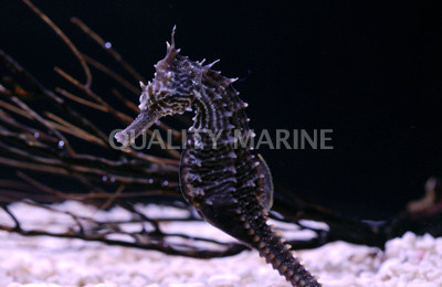 Lined Seahorse, Male :: 28526