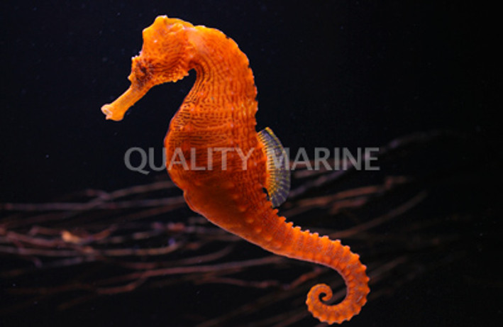 Orange/Yellow Lined Seahorse, Male :: 28528