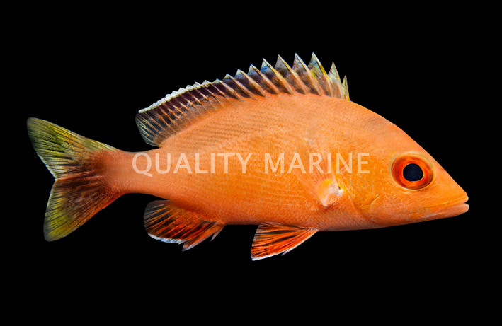 Humpback Red Snappers