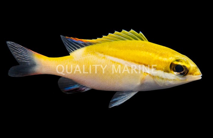 Two Lined Monocle Bream