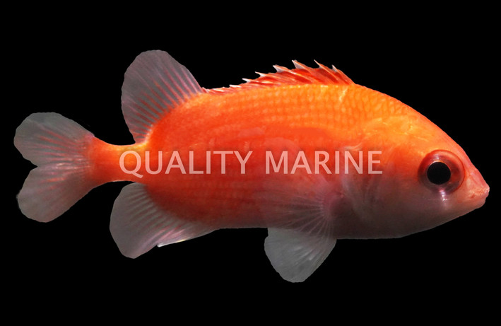 Cardinal Soldierfish