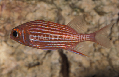 Clearfin Squirrelfish :: 30508