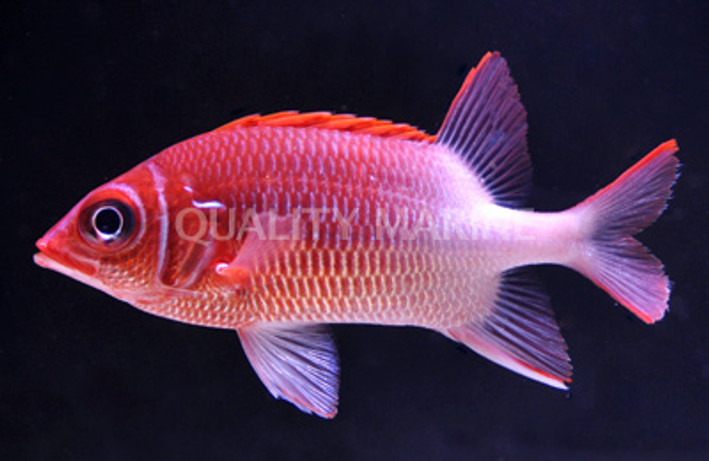 Silverspot Squirrelfish :: 30513
