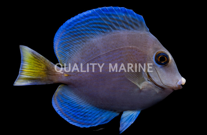 Atlantic Blue Tang