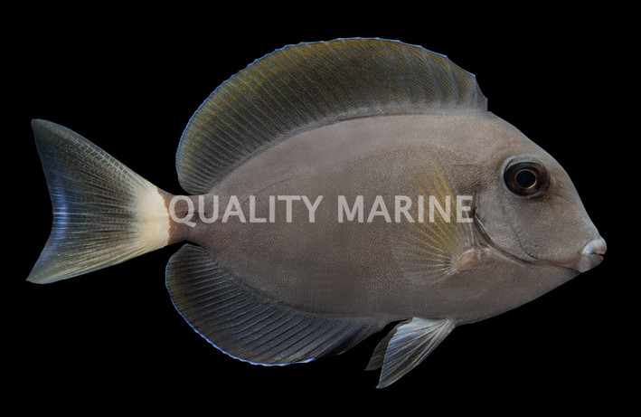 Epaulette Tang