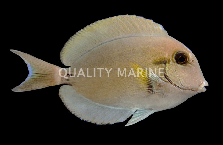 Epaulette Tang