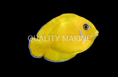 Lemon Peel Mimic Tang :: 31524