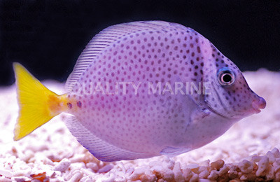 Razor Tang :: 31541
