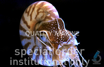Chambered Nautilus :: 50501