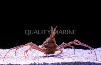 Giant Spider Crab :: 52558