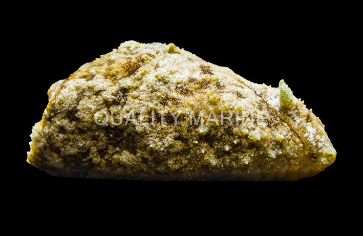 Sea Hare :: 55009