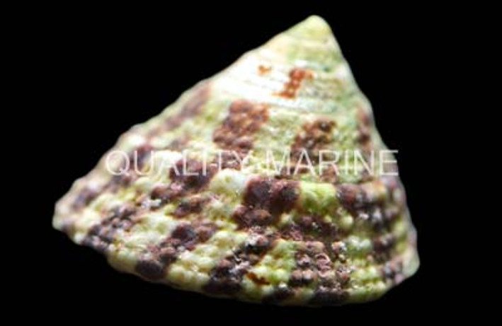 Banded Trochus Snail :: 57000