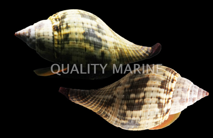 Tulip Snail :: 57014
