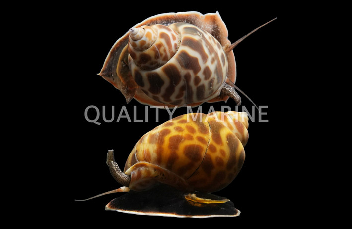 Brown Blotch Babylonia Snail :: 57067