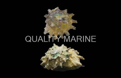 Spurred Turban Snail :: 57089