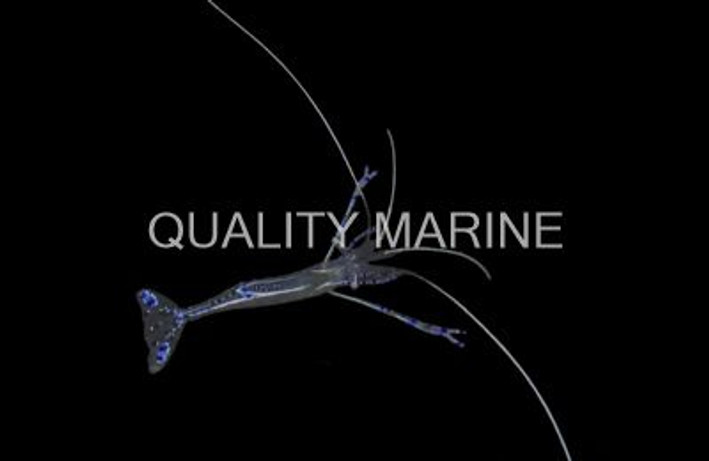 Pederson Cleaner Shrimp :: 57523