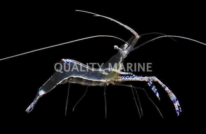 Pederson Cleaner Shrimp :: 57523