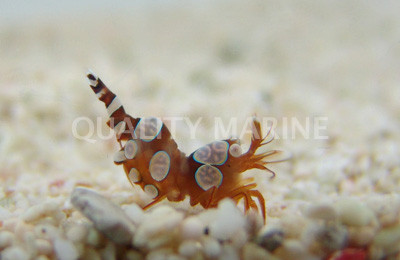 Sexy Anemone Shrimp, Pair :: 57542
