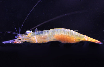 Japanese Night Shrimp :: 57596