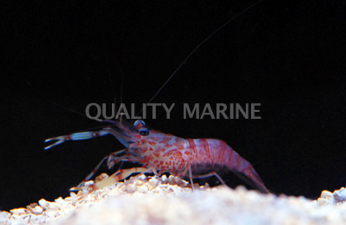 Ruby Long Arm Shrimp :: 57599