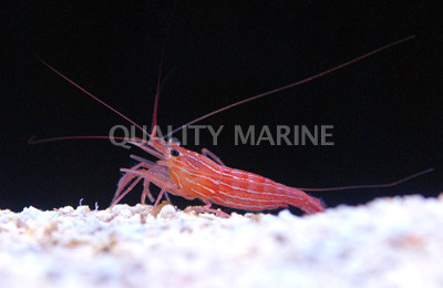 Peppermint Shrimp :: 57601