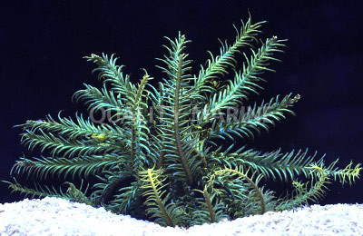 Green Feather Sea Star :: 59040