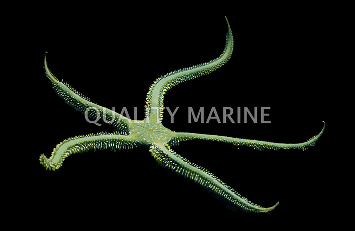 Green Fancy Brittle Sea Star :: 59071