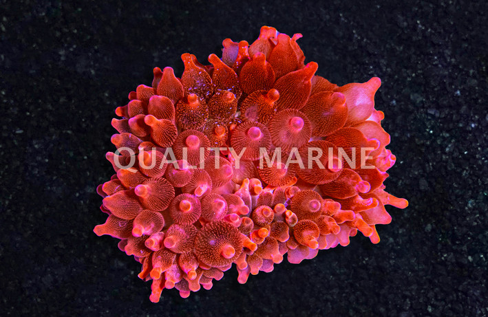 Rose Bulb Anemone  :: 50018