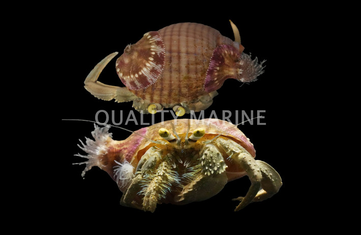 Anemone Hermit Crab :: 52514