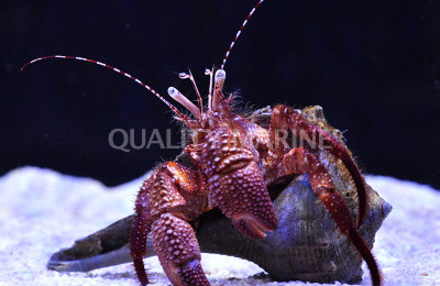 Assorted Red Leg Hermit Crab :: 52516