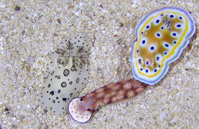 Colored Fancy Nudibranch :: 55002