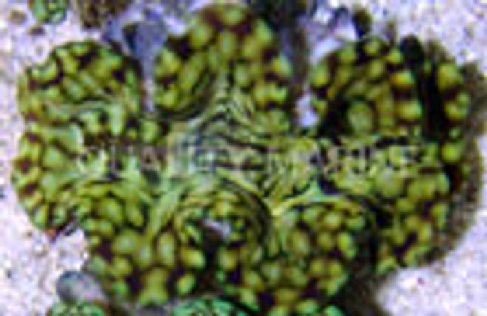 Squamosa Clam :: 56504