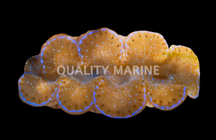 1st Grade Blue/Turquoise Maxima Clam :: 56547