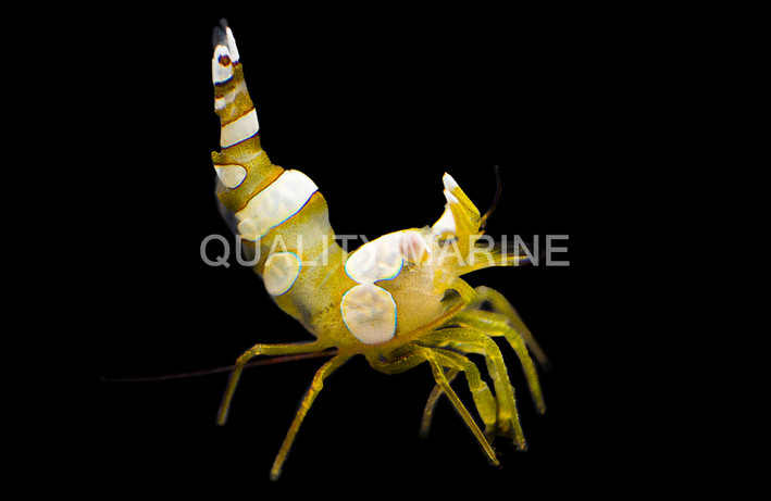 Sexy Anemone Shrimp :: 57541