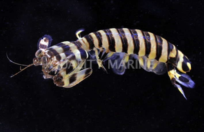 Zebra Mantis Shrimp :: 57581