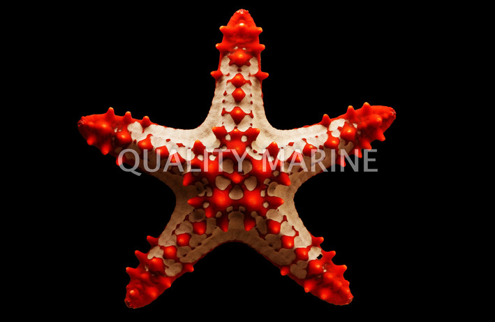 African Red Tip Sea Star :: 59002