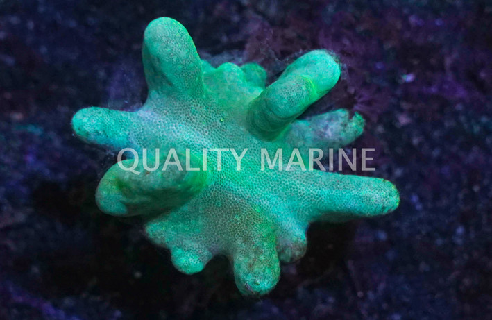 Devil's Hand Green, Nano :: 51573