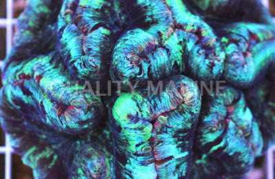 Metallic Green Trachyphyllia Coral :: 52008