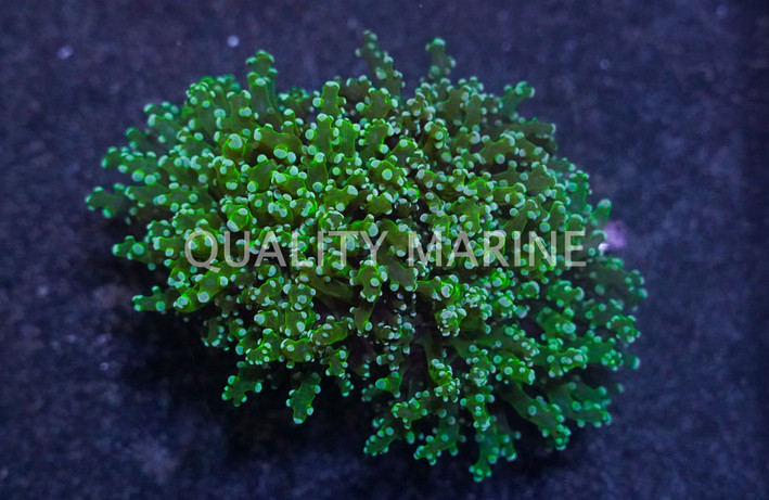 Green Branching Frogspawn Coral :: 52053