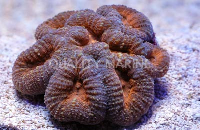Orange/Super Blue Branching Lobophyllia Brain Coral :: 52174