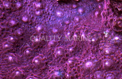 Red Inferno Chalice Coral :: 52197