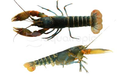Zebra Tiger Lobster :: 90014