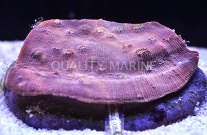 Neon Yellow/Orange Eye Peach Chalice Coral :: 52384